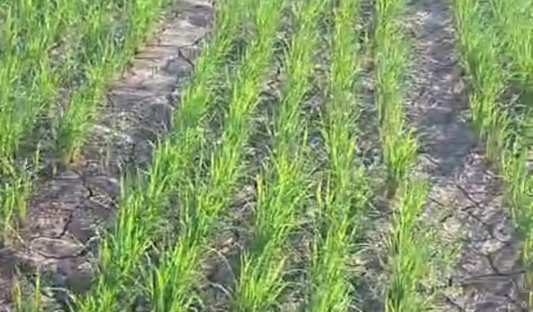 Sawah 1.000 Hektare Terancam Kekeringan, Warga Pertanyakan Respons Pemda Luwu